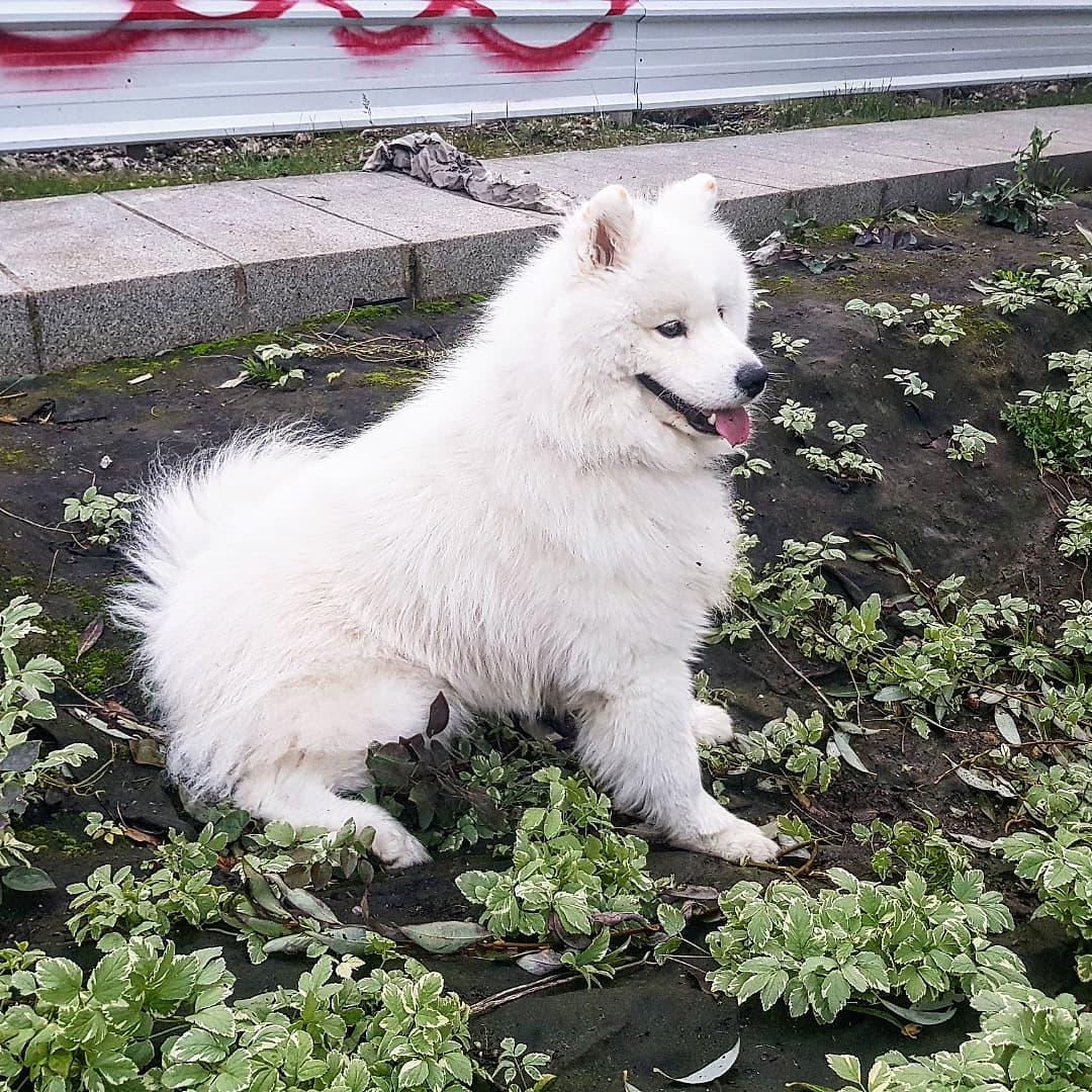 Alakay, chien d’approche de Wit Dog