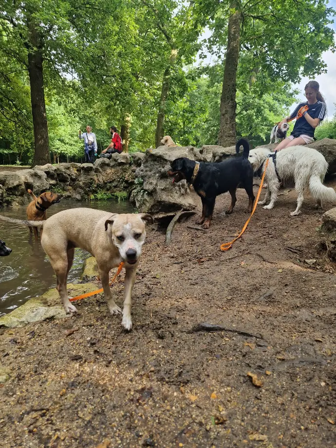 Balade éducative avec des compagnons canins en extérieur