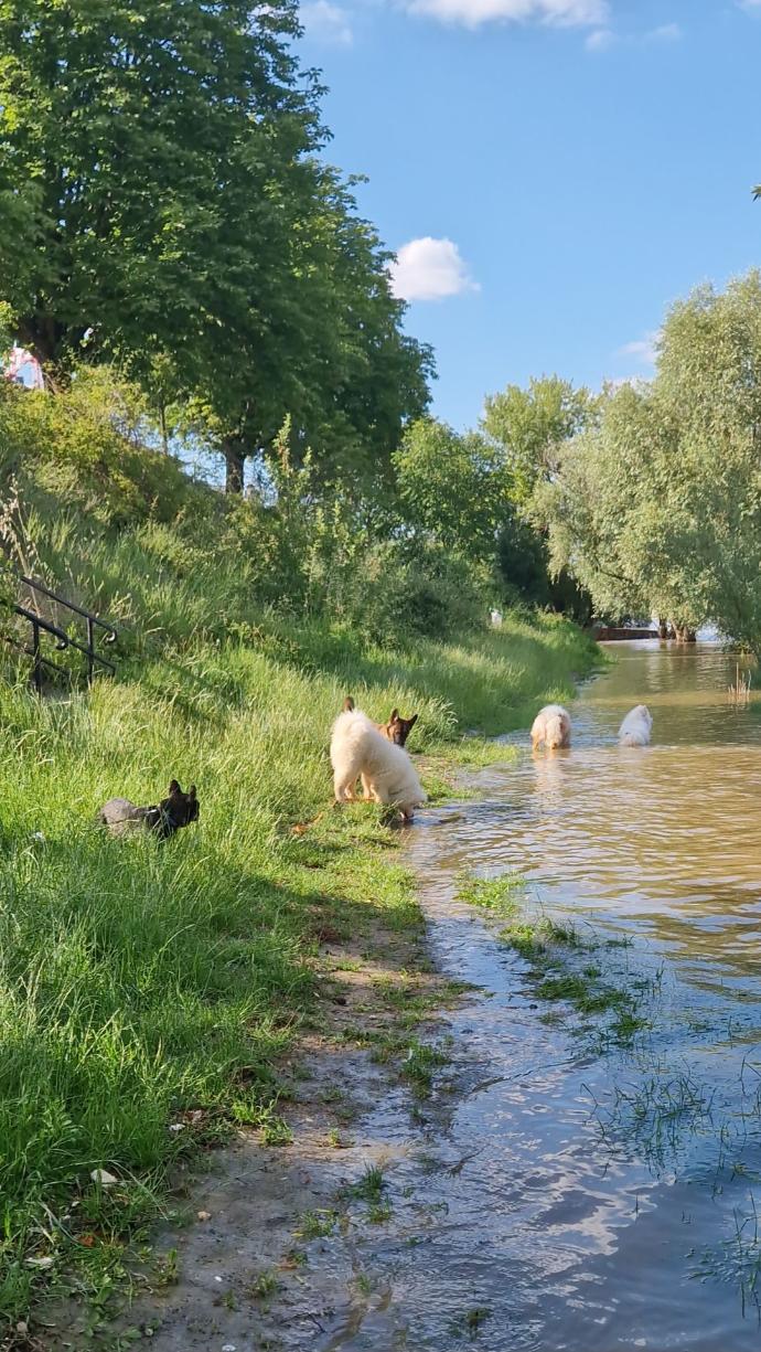 Compagnon canin accompagné en pension éducative Wit Dog