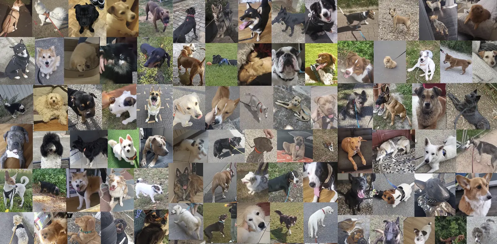 Pension éducative Wit Dog — compagnon canin
