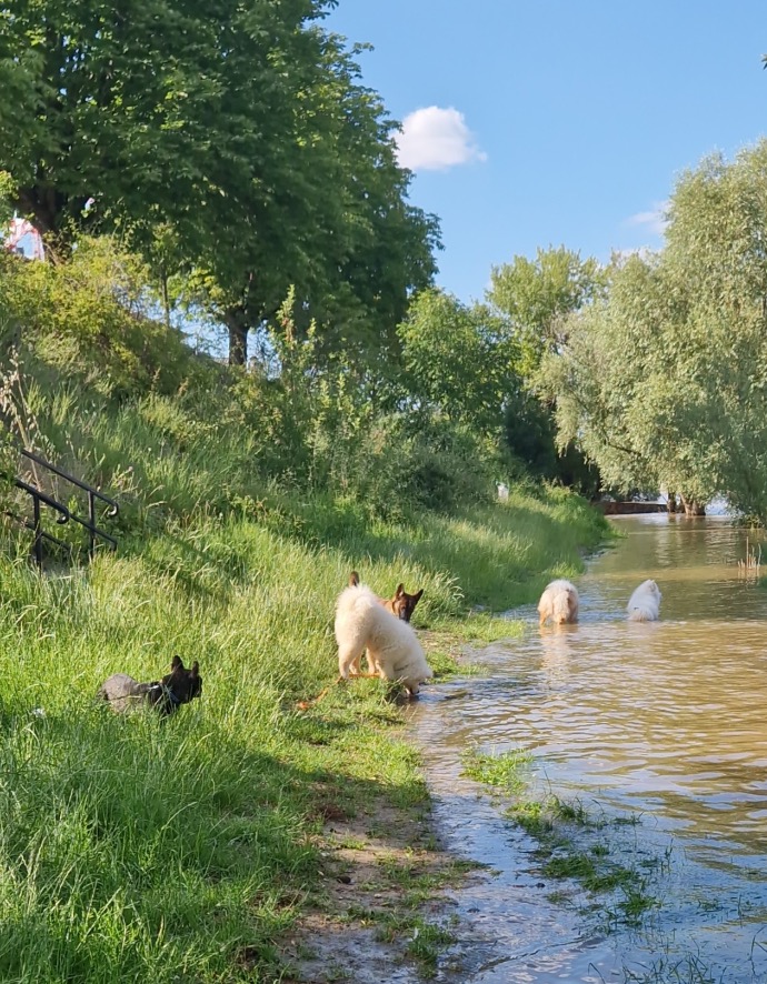 Compagnon canin en séance avec Wit Dog