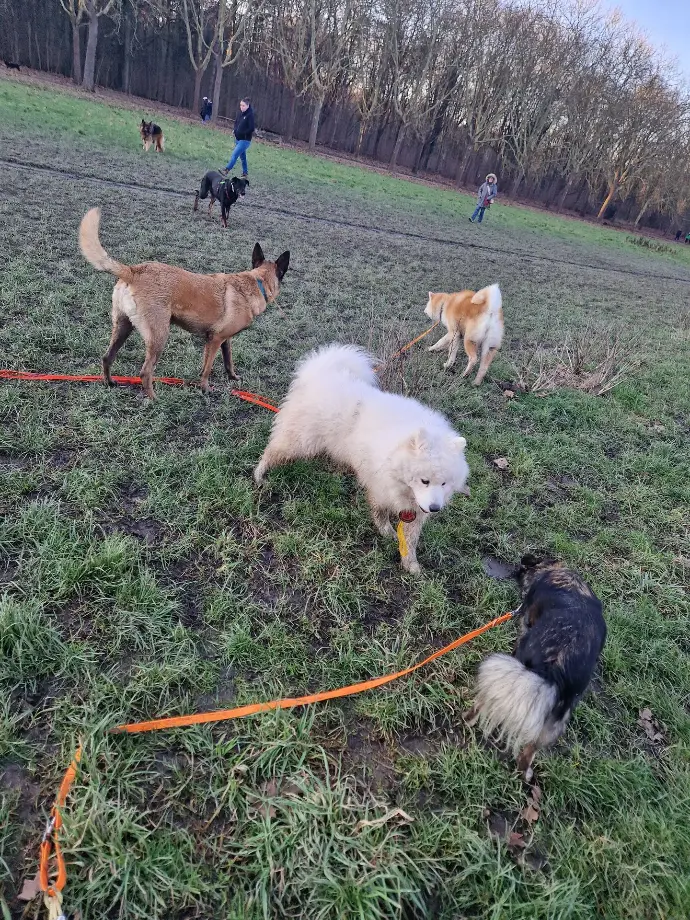 Travail éducatif en extérieur avec un chien